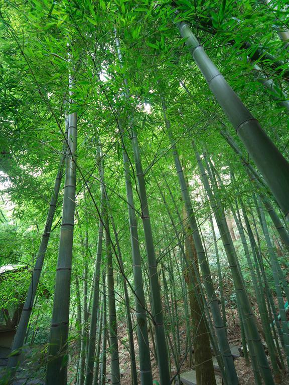 Hotel Hakone Tokinoshizuku Exteriér fotografie Bamboo forest